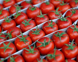  Rusiya qərarını dəyişdi - Türkiyədən pomidor alacaq