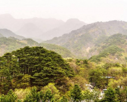 Şimali və Cənubi Koreya meşə təsərrüfatı sahəsində əməkdaşlığı davam etdirir