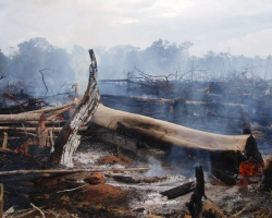 Avropa İttifaqı Amazonda yanğınların söndürülməsinə köməyini təklif edib