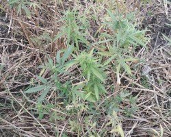 “Xaş-xaş 2019”: 2 tondan artıq narkotik bitki yandırıldı