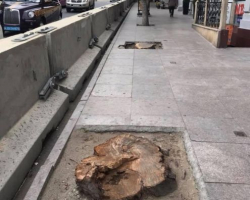 Paytaxtın mərkəzində 2 göyrüş ağacının kəsilməsi faktı aşkarlandı