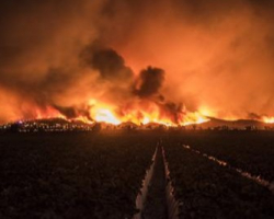Kaliforniyada meşə yanğınları: 76 nəfər ölüb, 1276 nəfər itkin düşüb
 