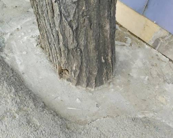 Bakıda ağacların dibləri betonlanıb - Foto