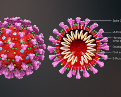 Koronavirusun genomunda insan zülalı aşkar edilib