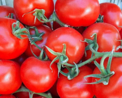 Rusiya Azərbaycanın daha 4 müəssisəsindən pomidor idxalına icazə verib