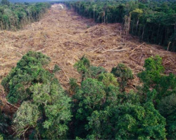 FAO: son otuz ildə 420 milyon hektar meşə sahəsi itirilib