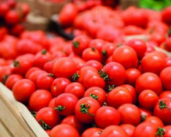 Ölkəmizin 126 istehsal müəssisəsindən Rusiyaya pomidor ixracına icazə verilib