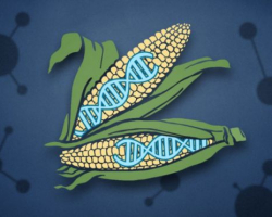 Hansını seçək: genetik seleksiya yolu ilə yaradılmış təbii qida məhsullarını, yoxsa GMO-ları?!